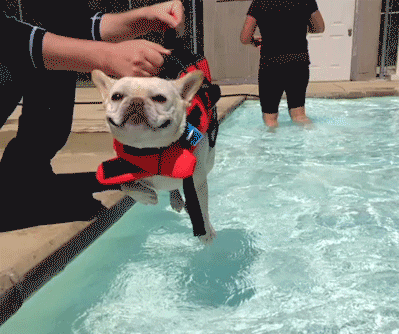 swimming pool dog GIF