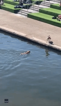 Swimming Dog Channels Jaws to Scare Other Dog