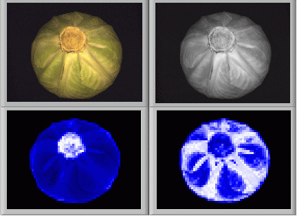 stem GIF