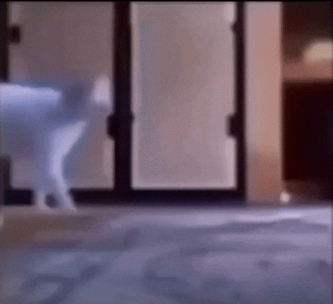 Cat poop