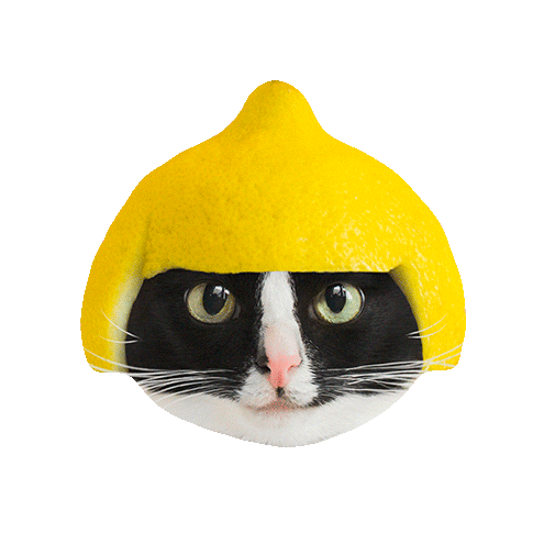 Cat Hat Sticker