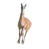Crisbarrosofficial llama ss21 lhama cris barros Sticker