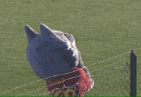 Wolf Love GIF by AS Roma