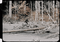 bigfoot sasquatch GIF