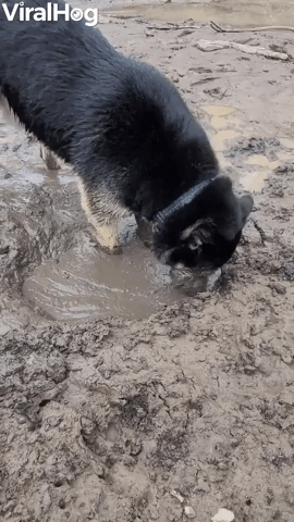 Doggy Dives Face First into Mud Puddle
