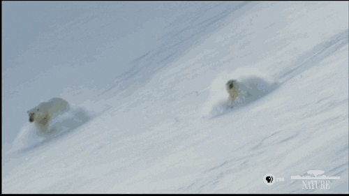 Polar Bear Bears GIF by Nature on PBS