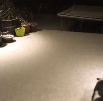 Curious Dog Investigates Rare Snowfall in Blue Mountains, New South Wales