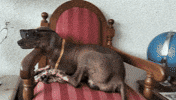 Dog Chill GIF