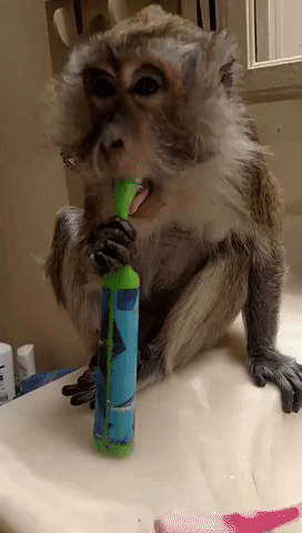 Monkey Copies Owner's Morning Routine