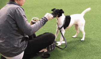 Dog GIF by Westminster Kennel Club