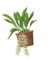 Houseplant Orchid Sticker by Hortusamsterdam