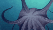 ocean octopus GIF by OctoNation