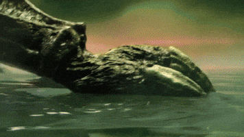 Hello Old Friend, I've Chased You For A Long Time