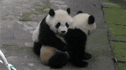 panda GIF