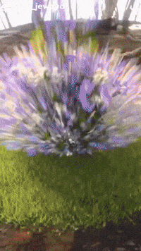 Bird GIF