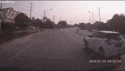 Dog Stops Traffic So Grandma Can Cross Road GIF by ViralHog