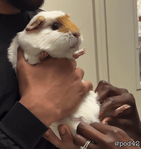Shocked Guinea Pig GIF
