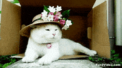 forum trailer GIF