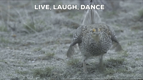 Dance Dancing GIF by U.S. Fish and Wildlife Service