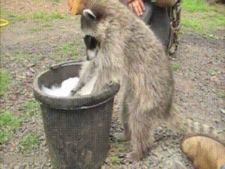 water raccoons GIF by Cheezburger