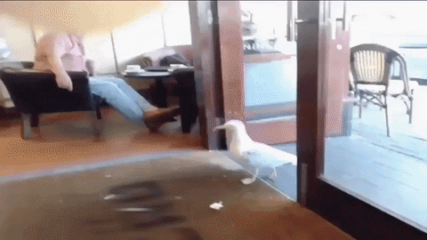 request seagull GIF