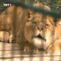 Tiger Lion GIF by TRT