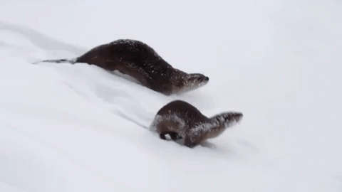 symphony for our world GIF by Nat Geo Wild 