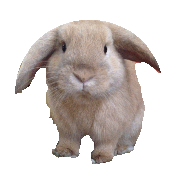 bunny rabbit STICKER by imoji