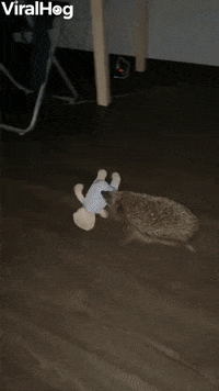 Hedgehog Tries His Hardest To Carry Toy GIF by ViralHog