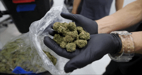 Bloom Andrew GIF by Exclusive Brands