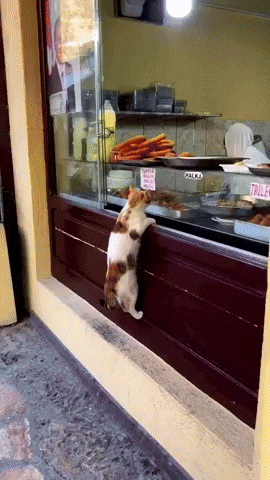 Cat Store GIF