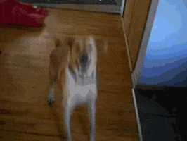 dog home GIF