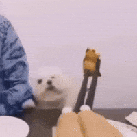 Dog Empanadas GIF