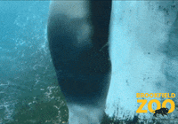 Whats Up Dancing GIF by Brookfield Zoo