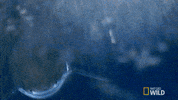 sharks GIF by Nat Geo Wild 