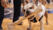 butler bulldogs bulldog GIF by Butler University