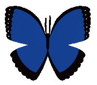 Butterfly Gm Sticker