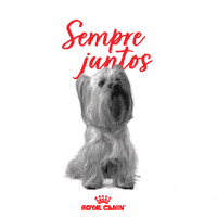 Dog Puppy Sticker by Royal Canin Brasil