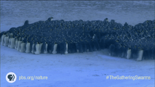 Pbs Nature Penguin GIF by Nature on PBS