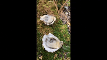 Oyster on the Grass