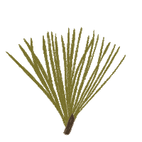 jessnicolehandmade winter forest woodland pine tree Sticker