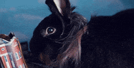 Plus One Monster GIF by Speedy Ortiz