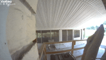 Lizard Tries to Eat Doorbell Cam