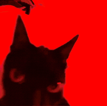Baqulgallagher GIF