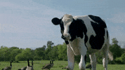Happy Vegan GIF by Mercy For Animals