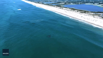 Drone Captures Sharks Off Long Island Amid Spate of Attacks