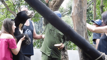 sun bear indonesia GIF