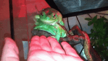 green tree frog pet GIF