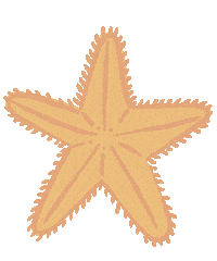 Under The Sea Star Sticker by My Little Box Japan