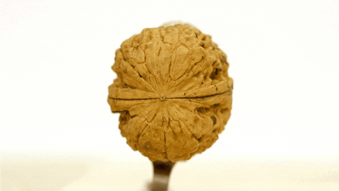 nuts walnuts GIF